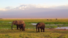Сафари в Масай Мара и почивка в Кения