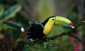 11 интересни факта за Коста Рика - My Way Travel