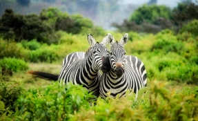 На Сафари в Африка! Масай Мара – най-големият парк в Кения